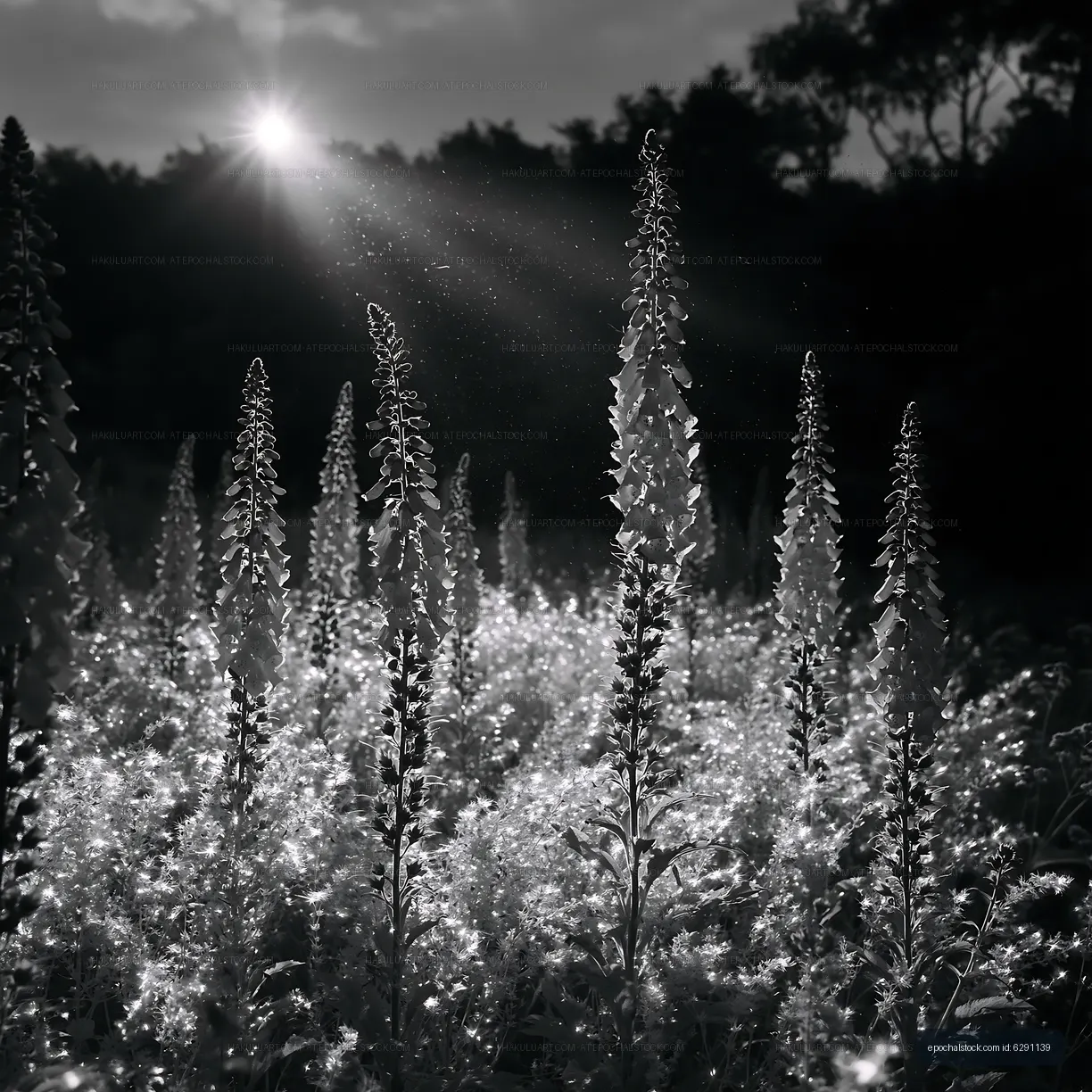 Sunlight shining on tall flowers in a field during day