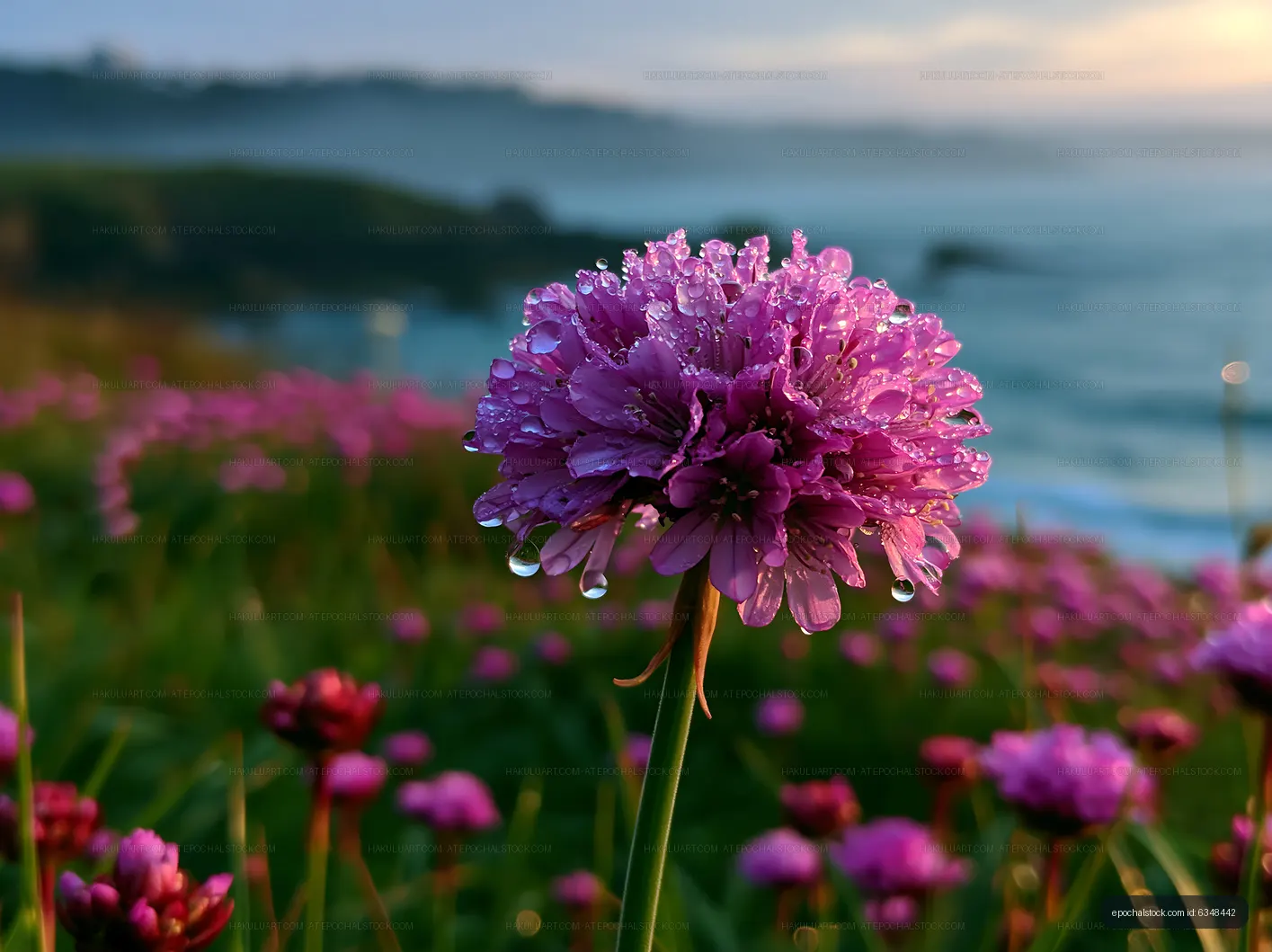 Purple flower with dew drops in a coastal area at sunset