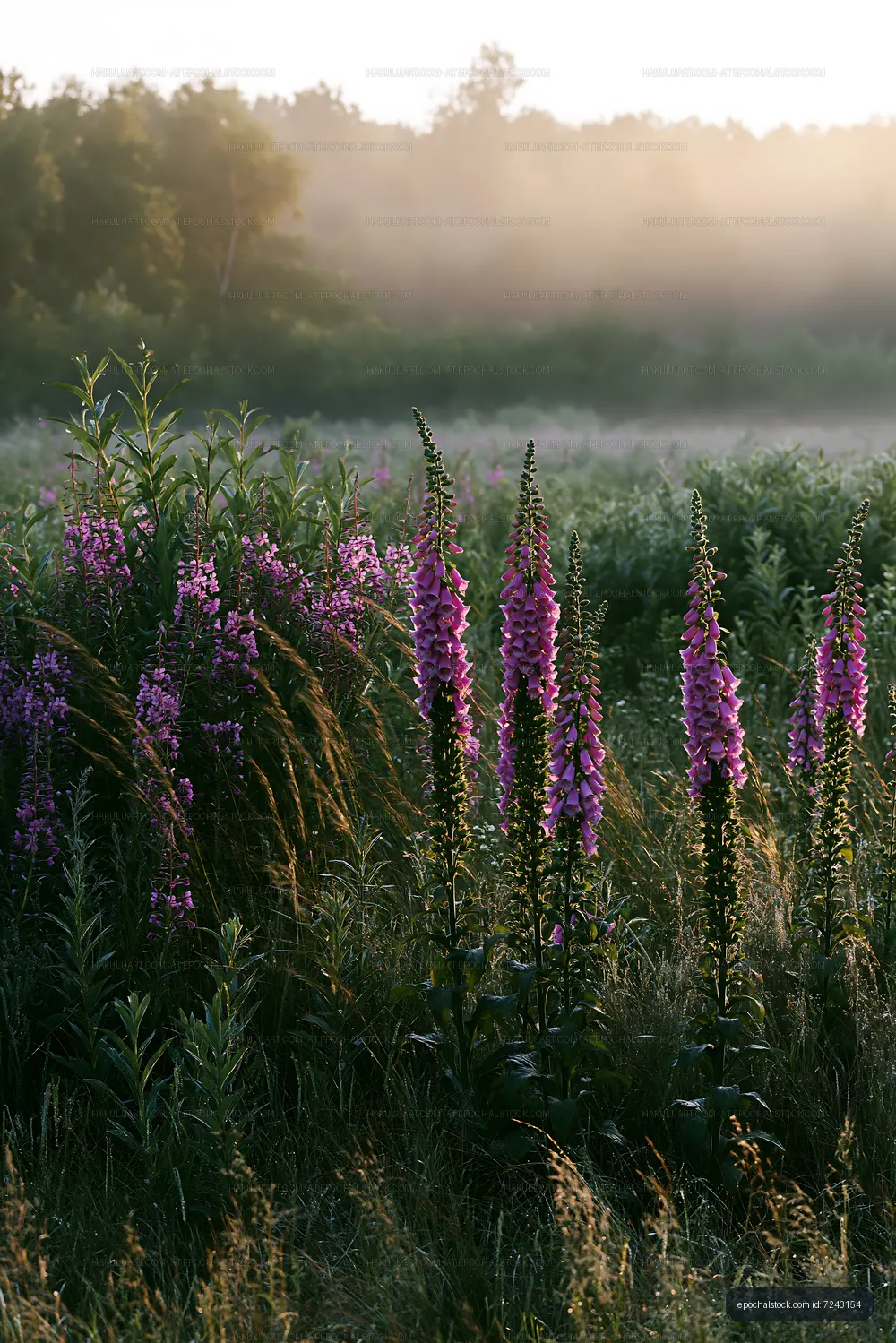 Sunrise in a field with purple flowers and fog