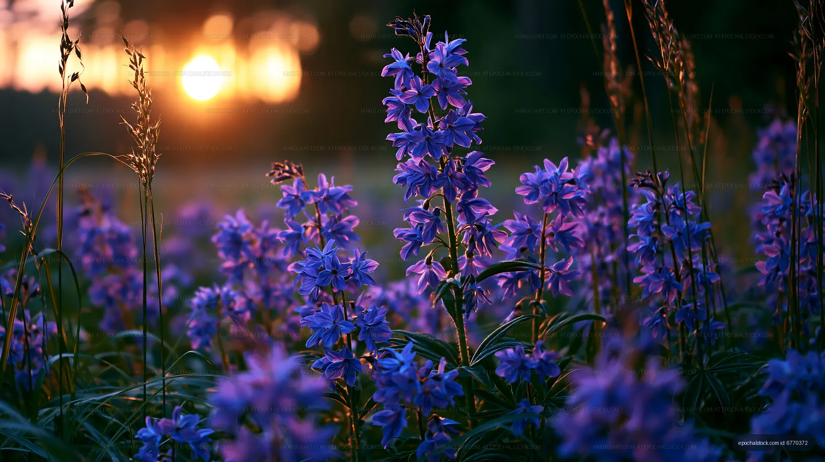 Purple flowers blooming at sunset in a natural field