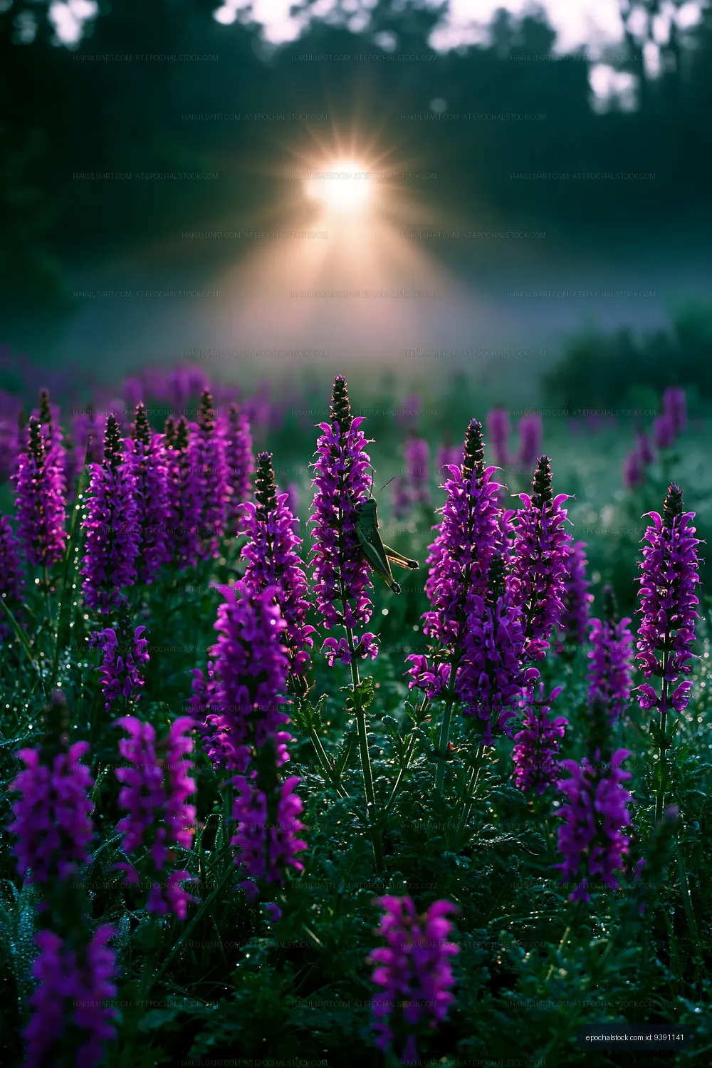 Purple flowers in sunlight at dawn on a misty morning