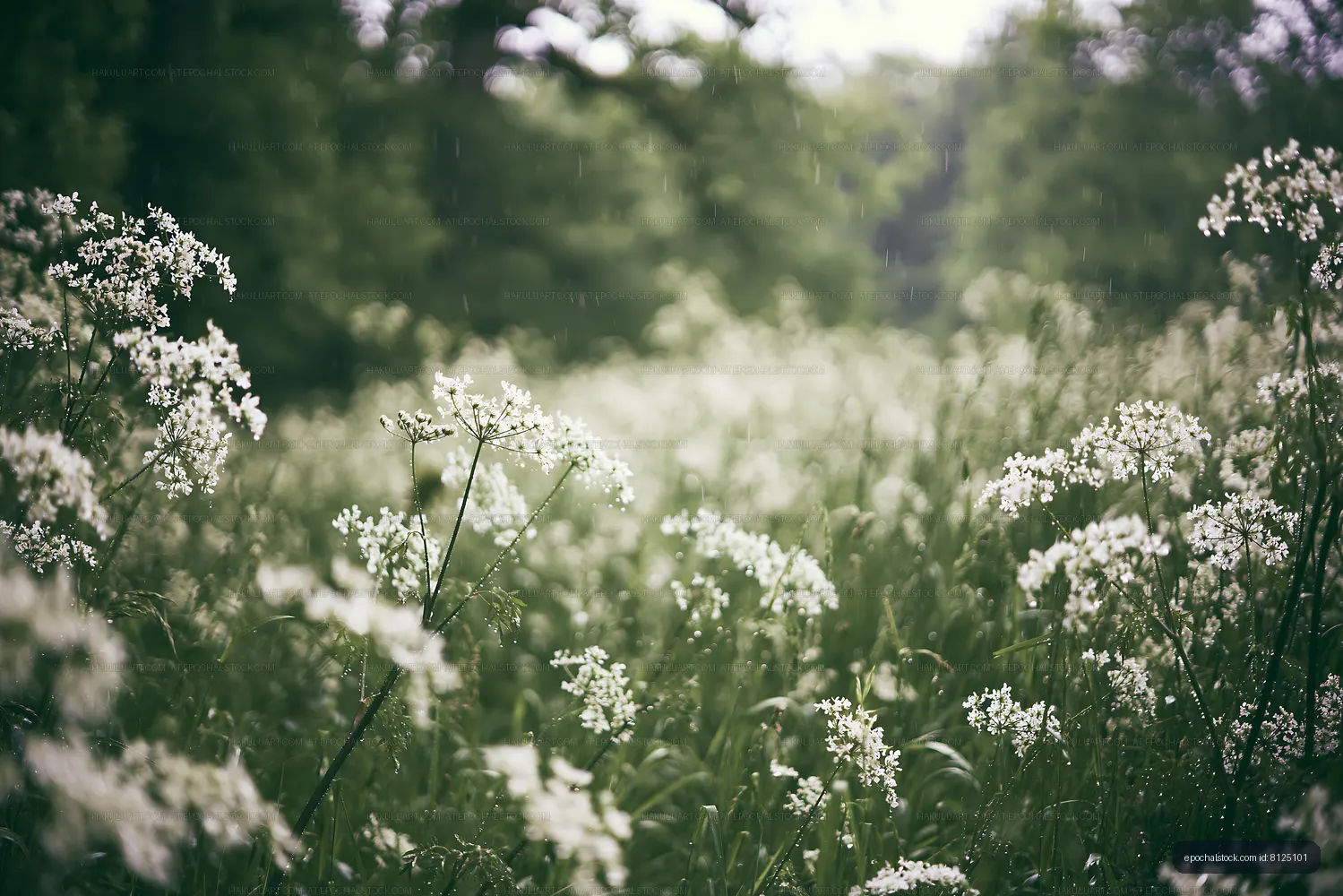 Wildflowers growing in a green field during light rain
