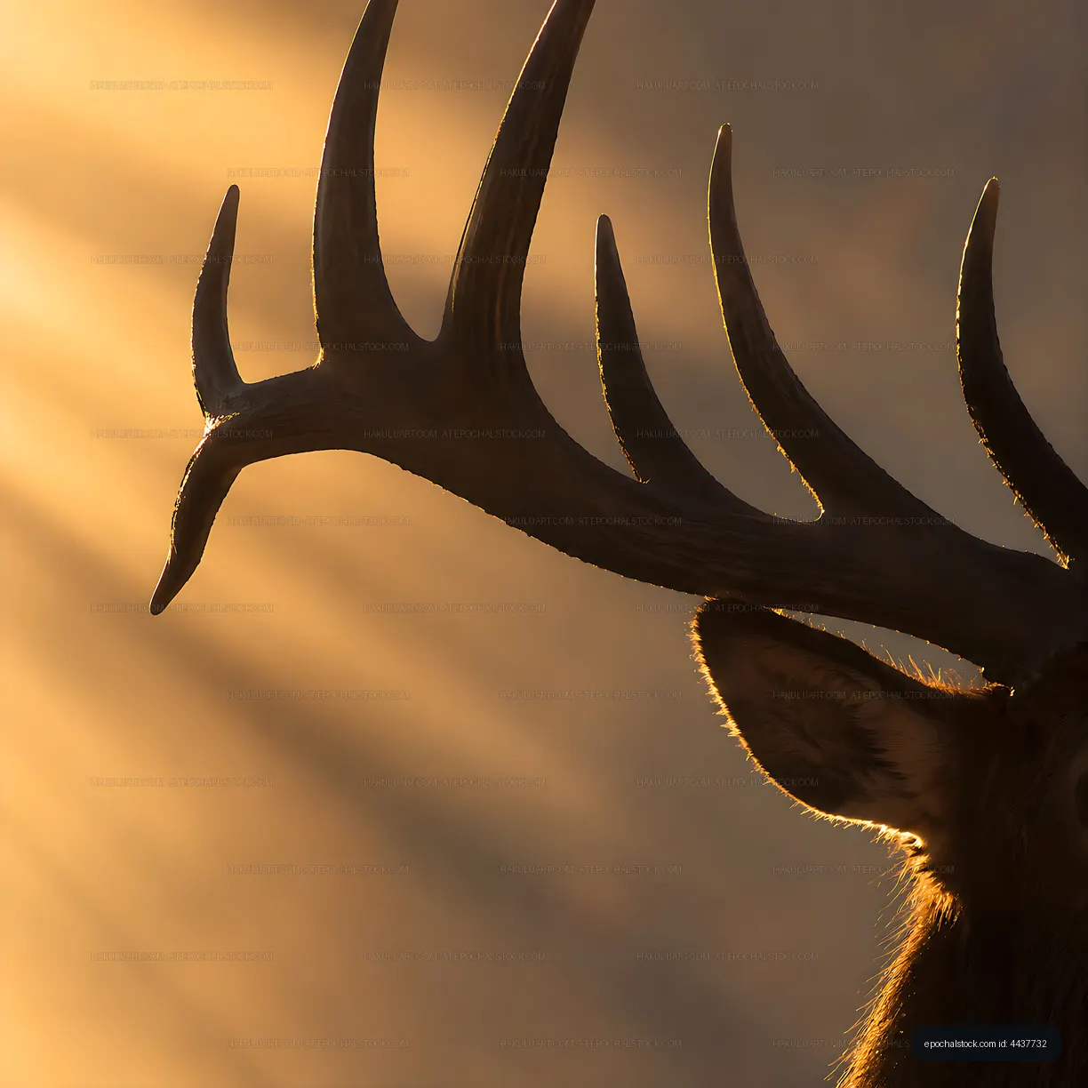 Deer with antlers in golden light during sunset