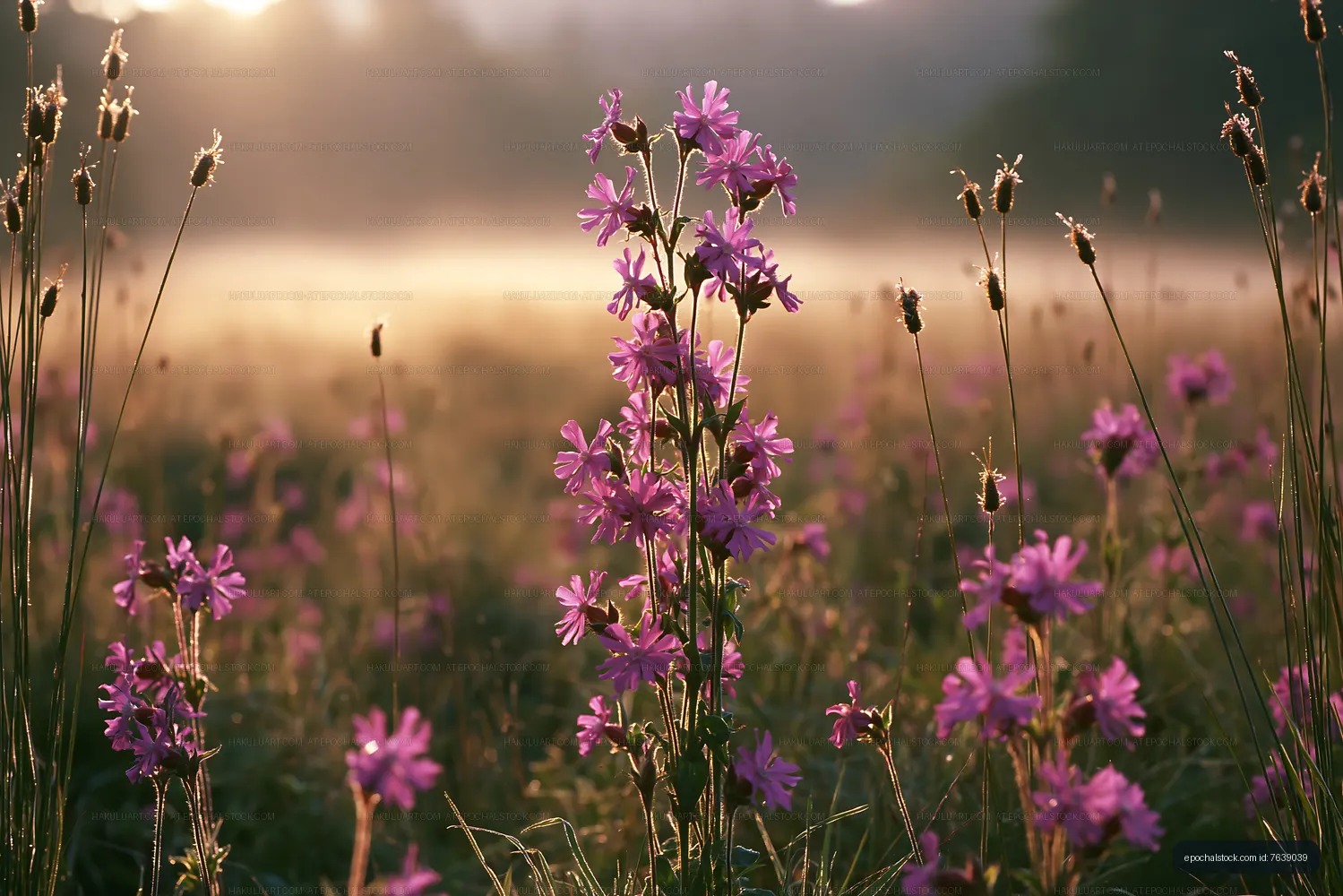 Sunrise over wildflowers in a meadow