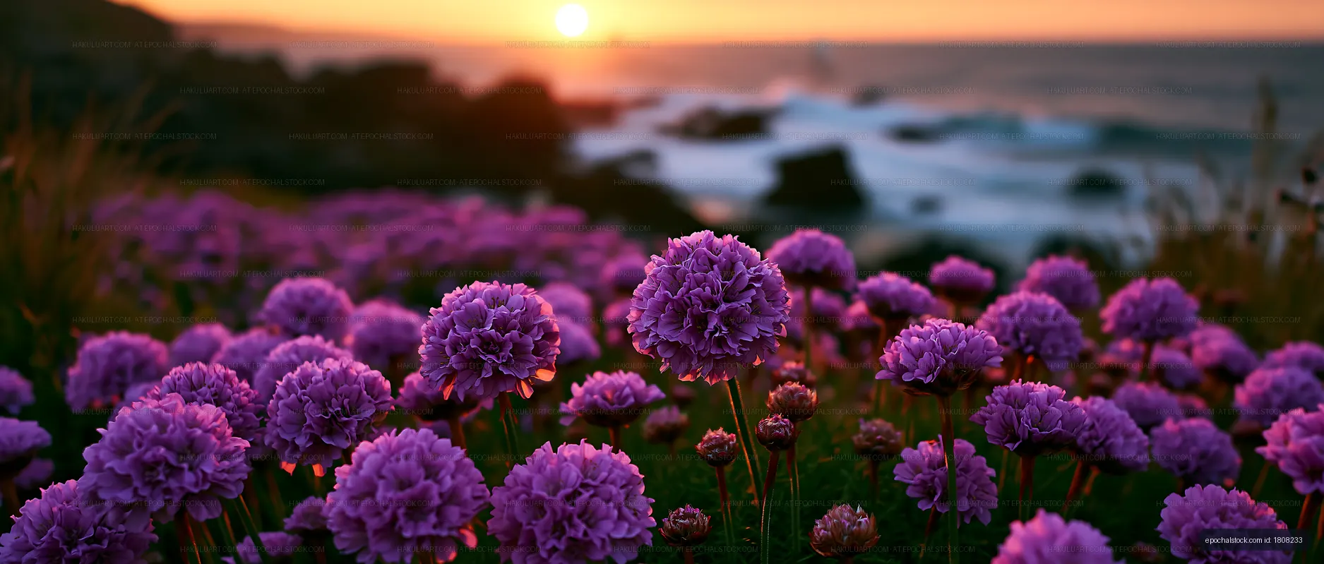 Purple flowers bloom near the ocean during sunset