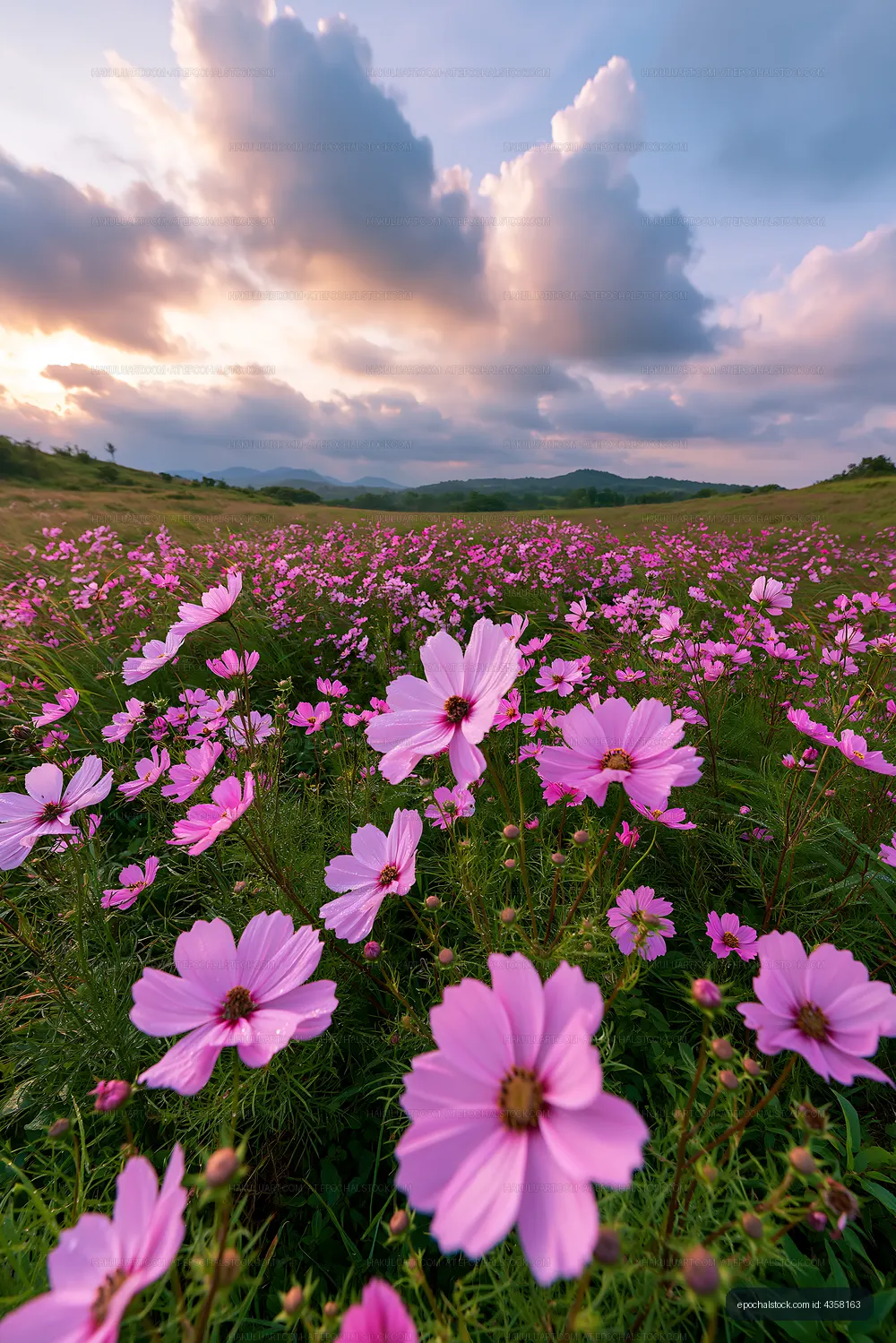 Vibrant field of pink flowers under a cloudy sky at sunset