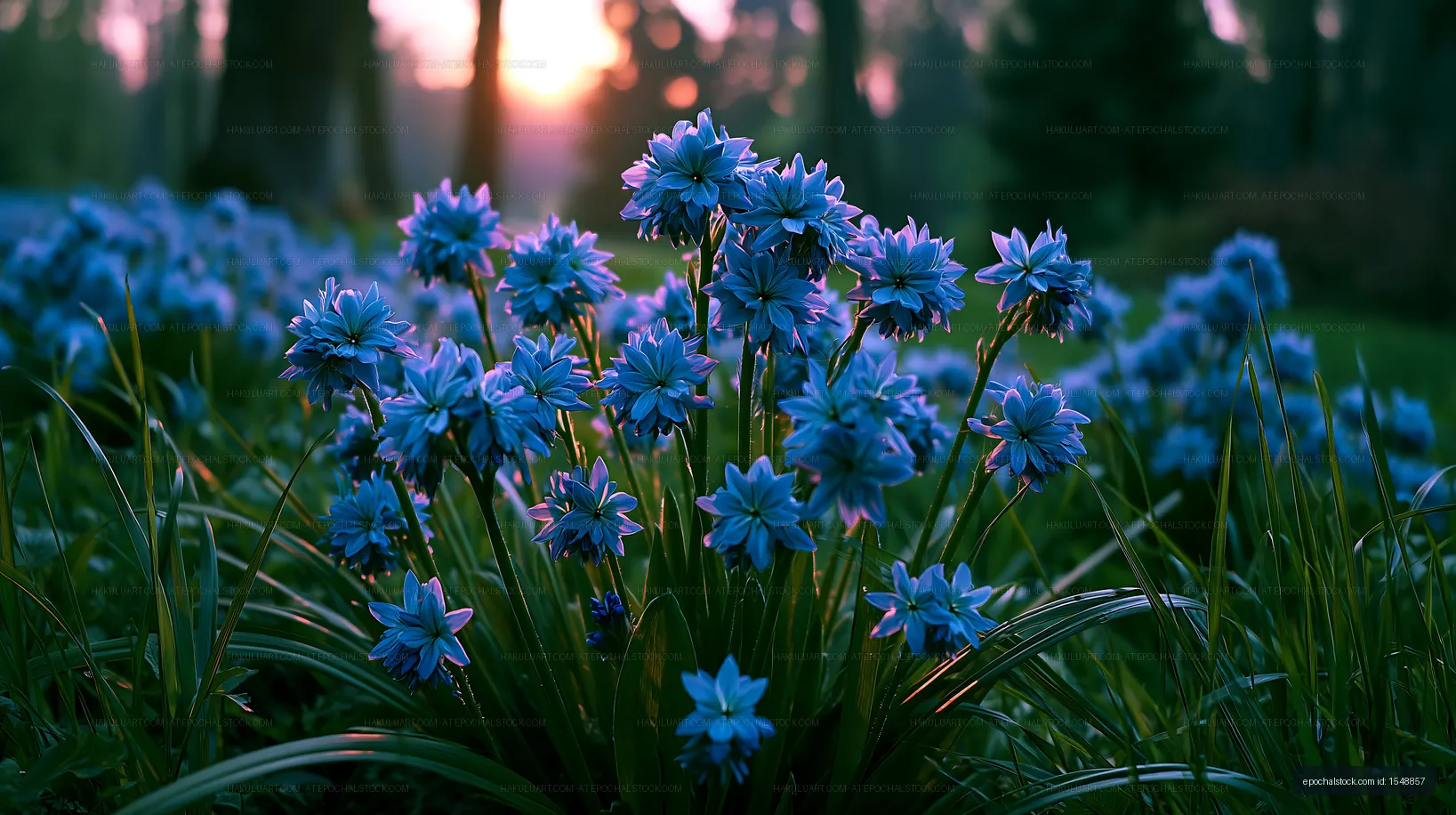 Blue flowers bloom in a garden at sunset