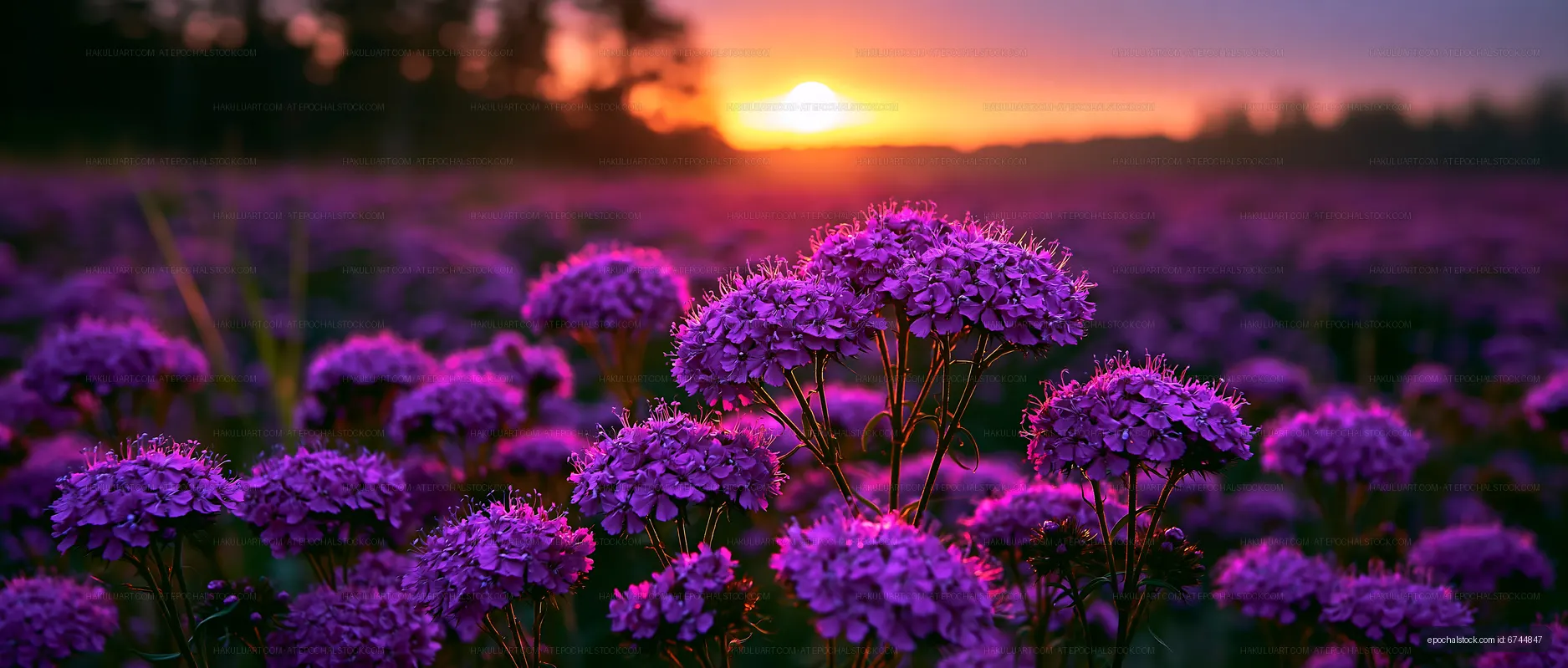 Purple flowers blooming in a field during sunset