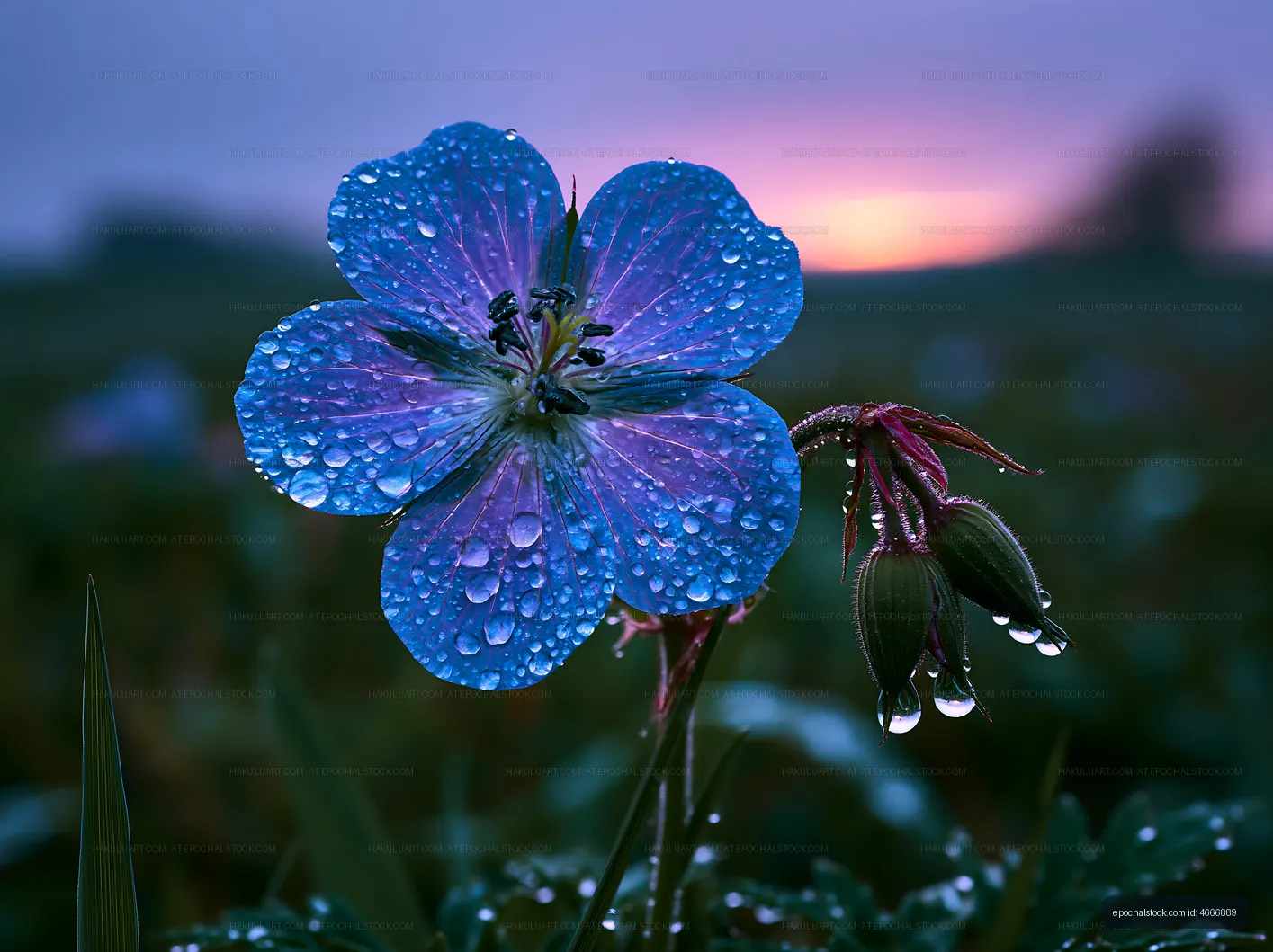 Close-up of blue flower with droplets at sunset in a garden