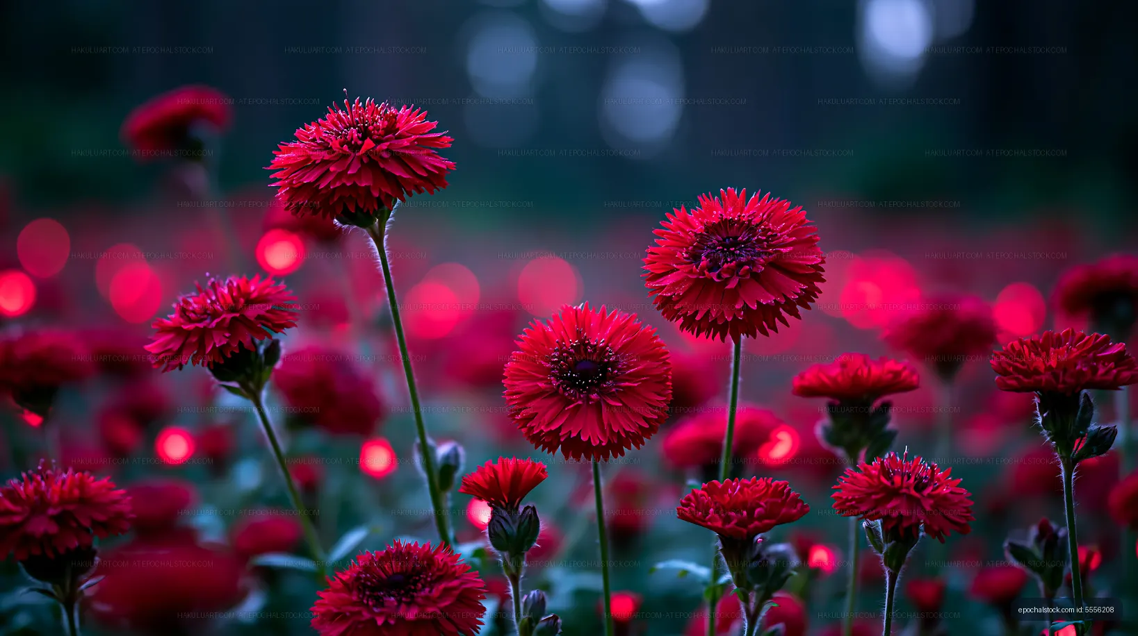Red flowers in a field with a soft glow at twilight