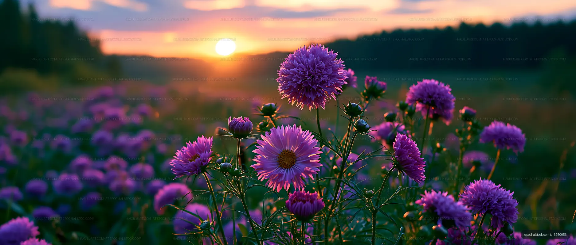 Purple flowers bloom in a field during sunset