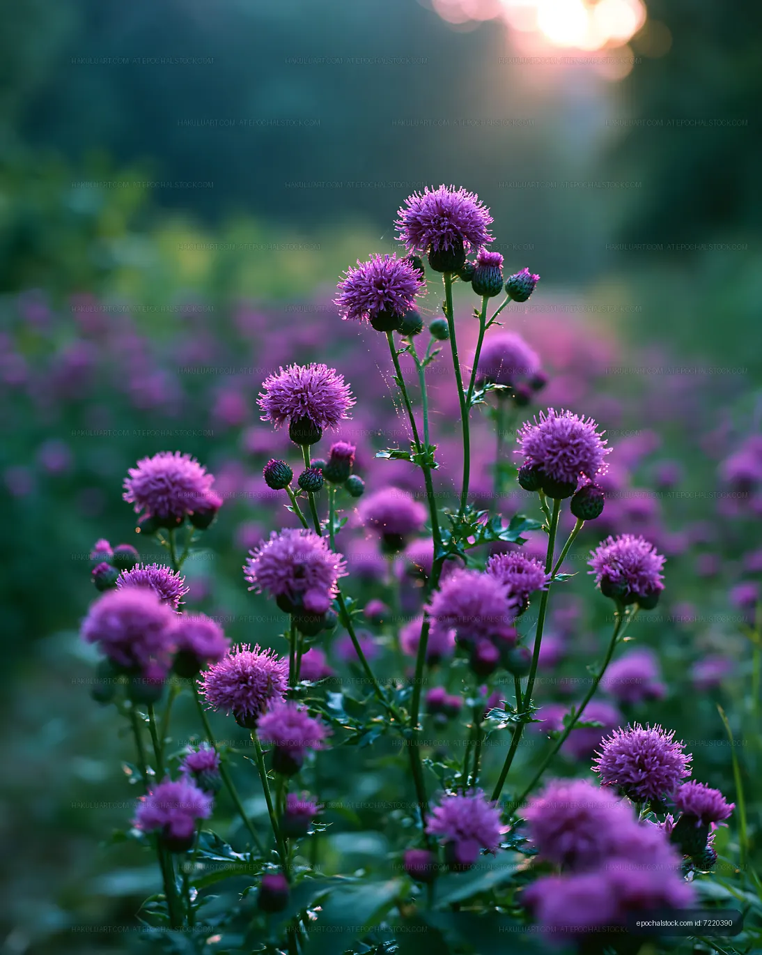 Purple flowers bloom in a field at sunset