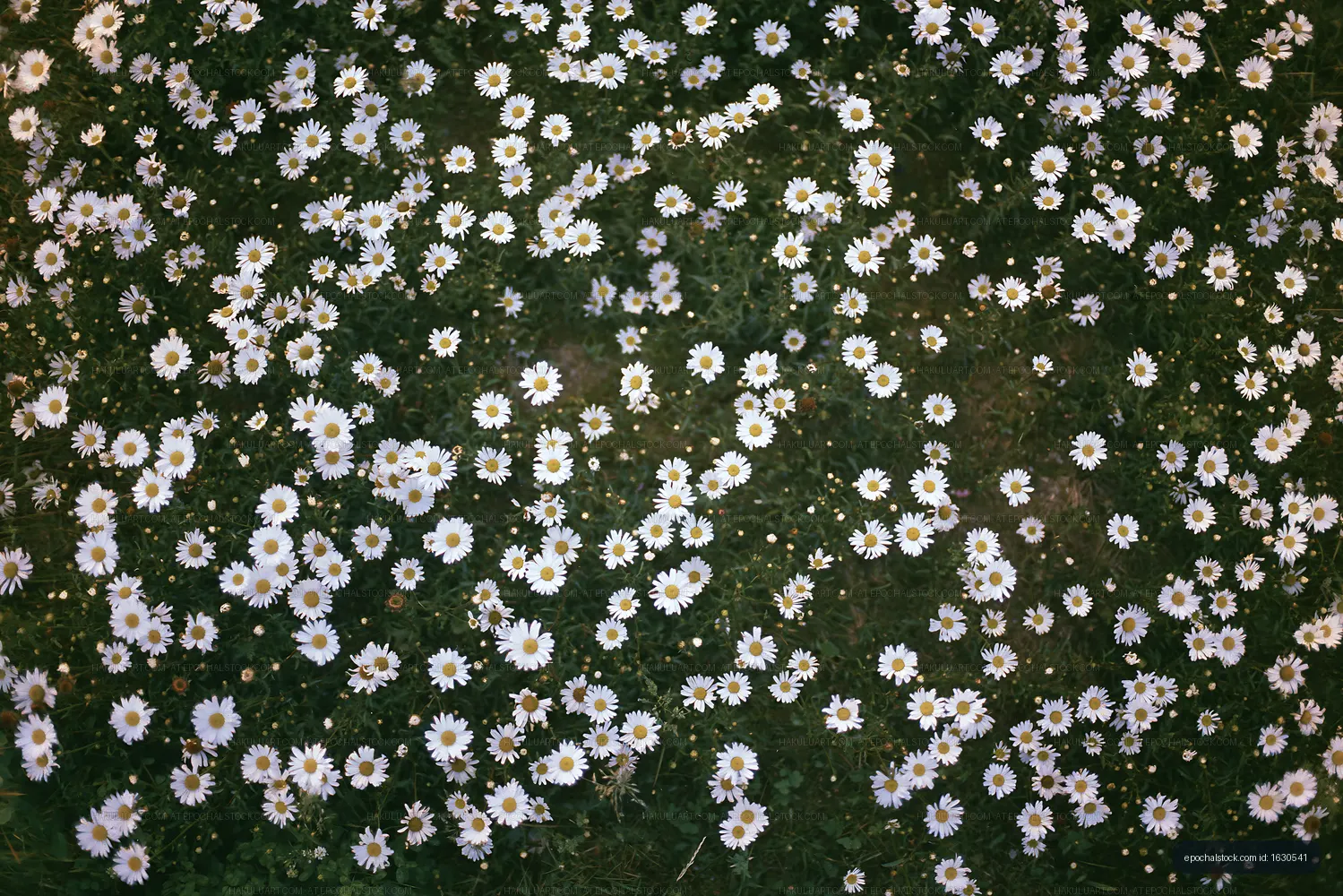 Wildflowers blooming in a field during daytime