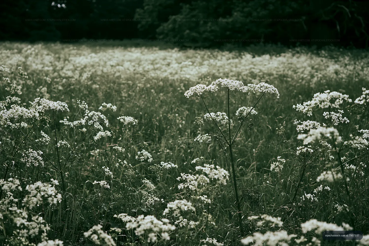 Wildflowers in a green field under overcast sky