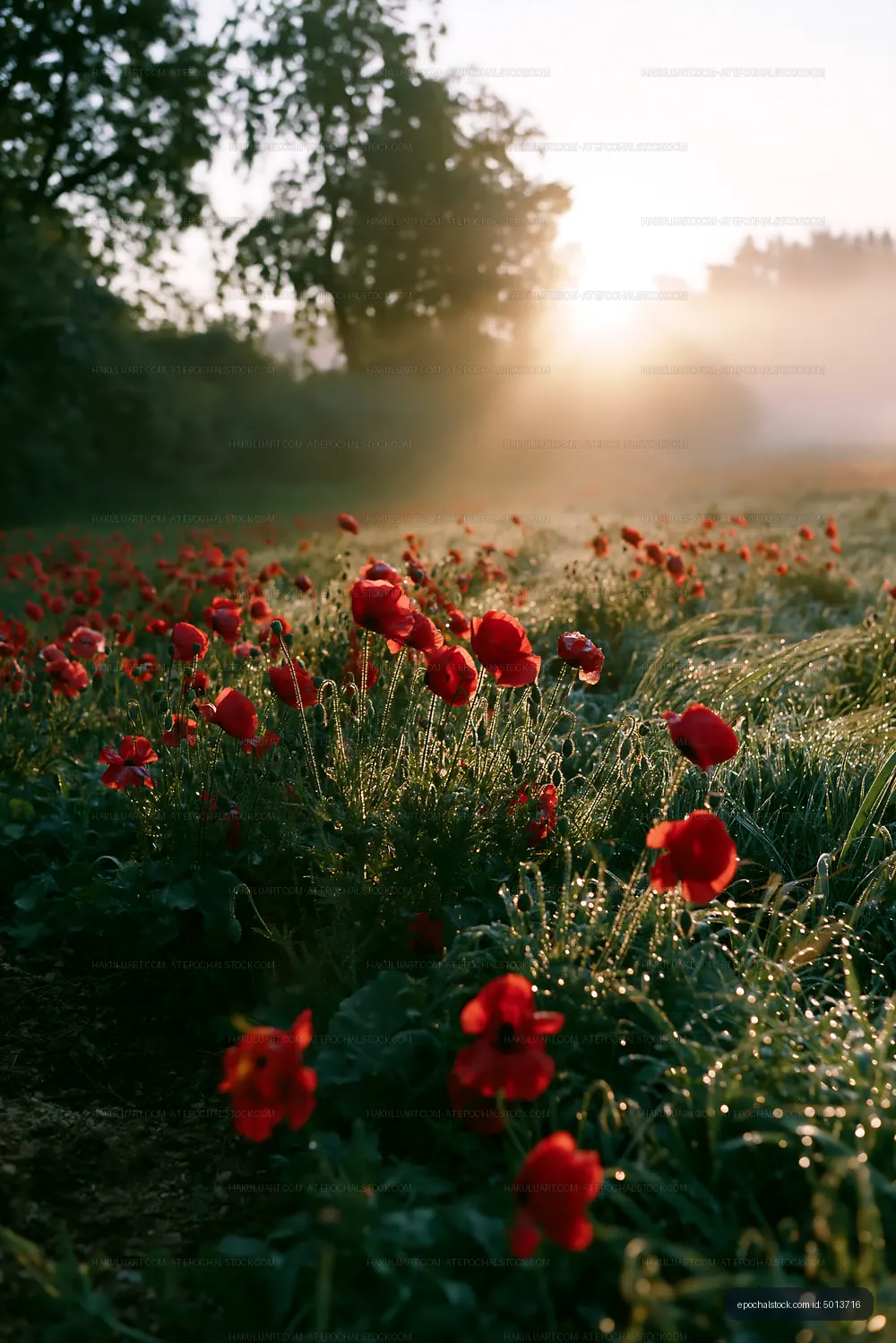 Red flowers bloom in morning light in a misty field