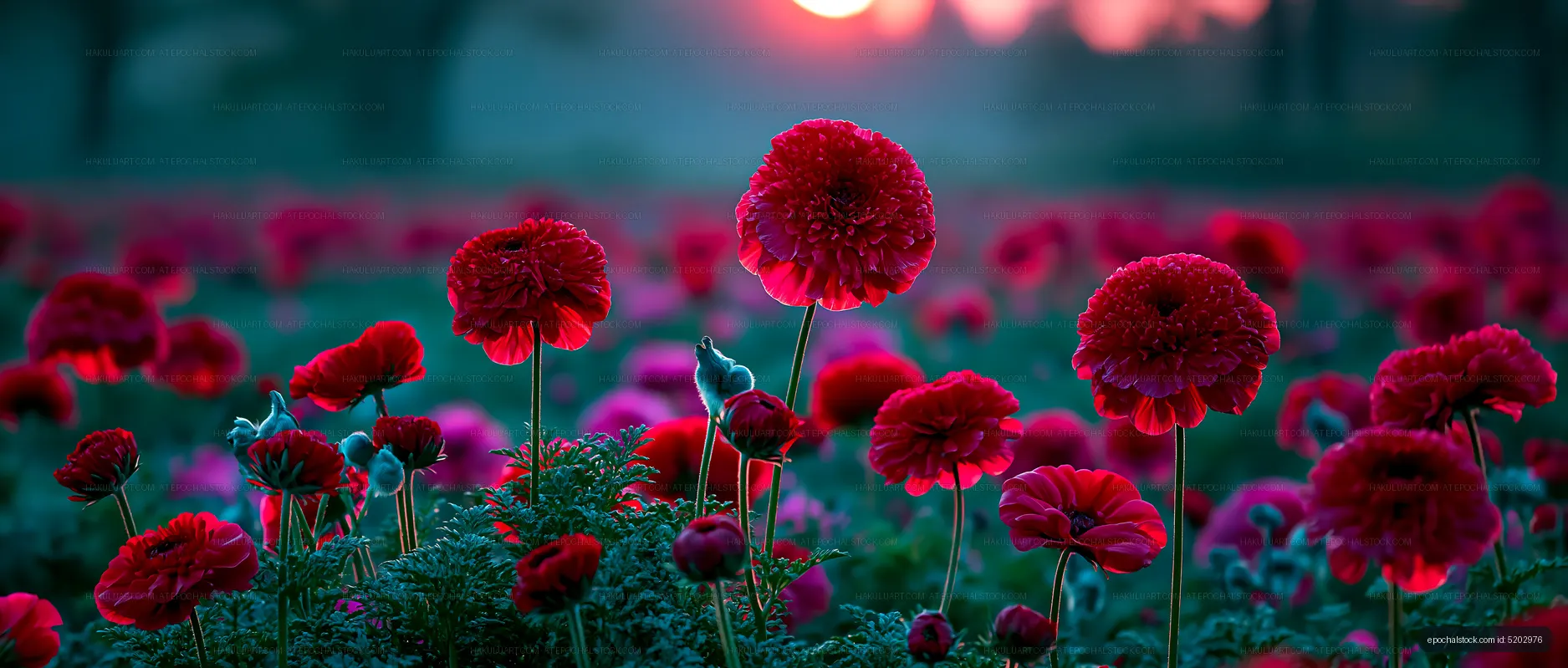 Red flowers in a field at sunset