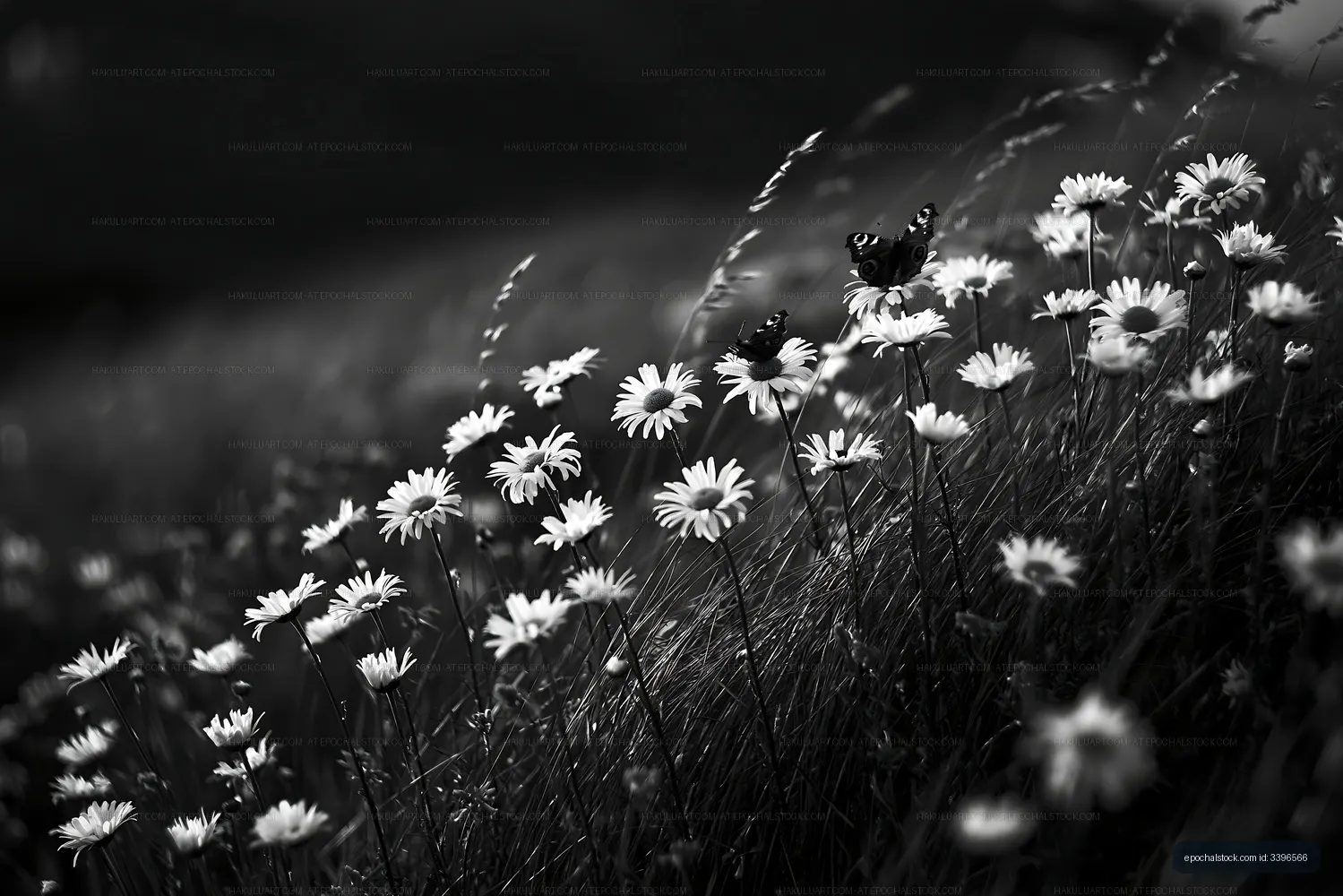 Butterflies on daisies in a black and white field