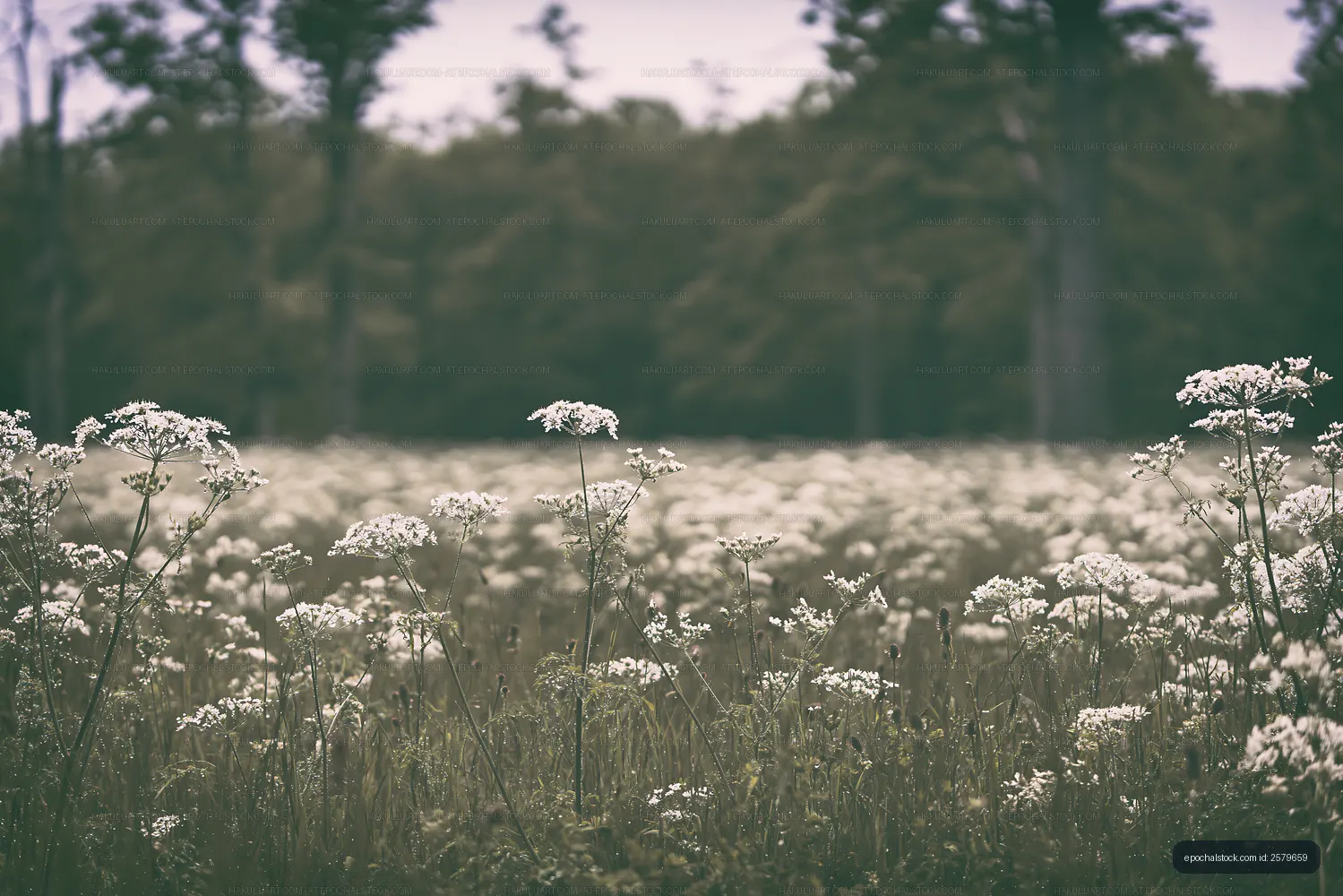 Wildflowers bloom in a field on a cloudy day