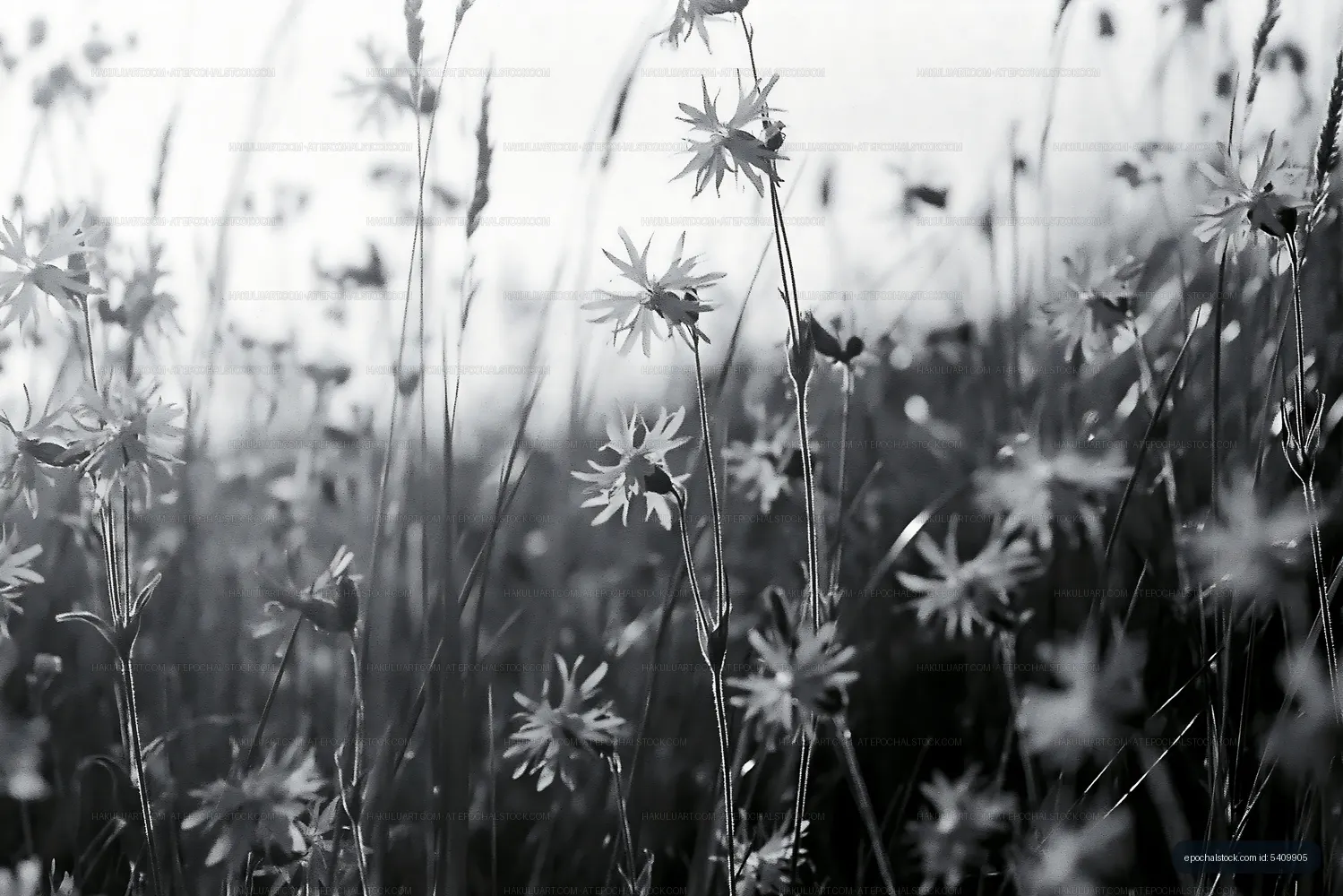 Wildflowers in a field during daylight