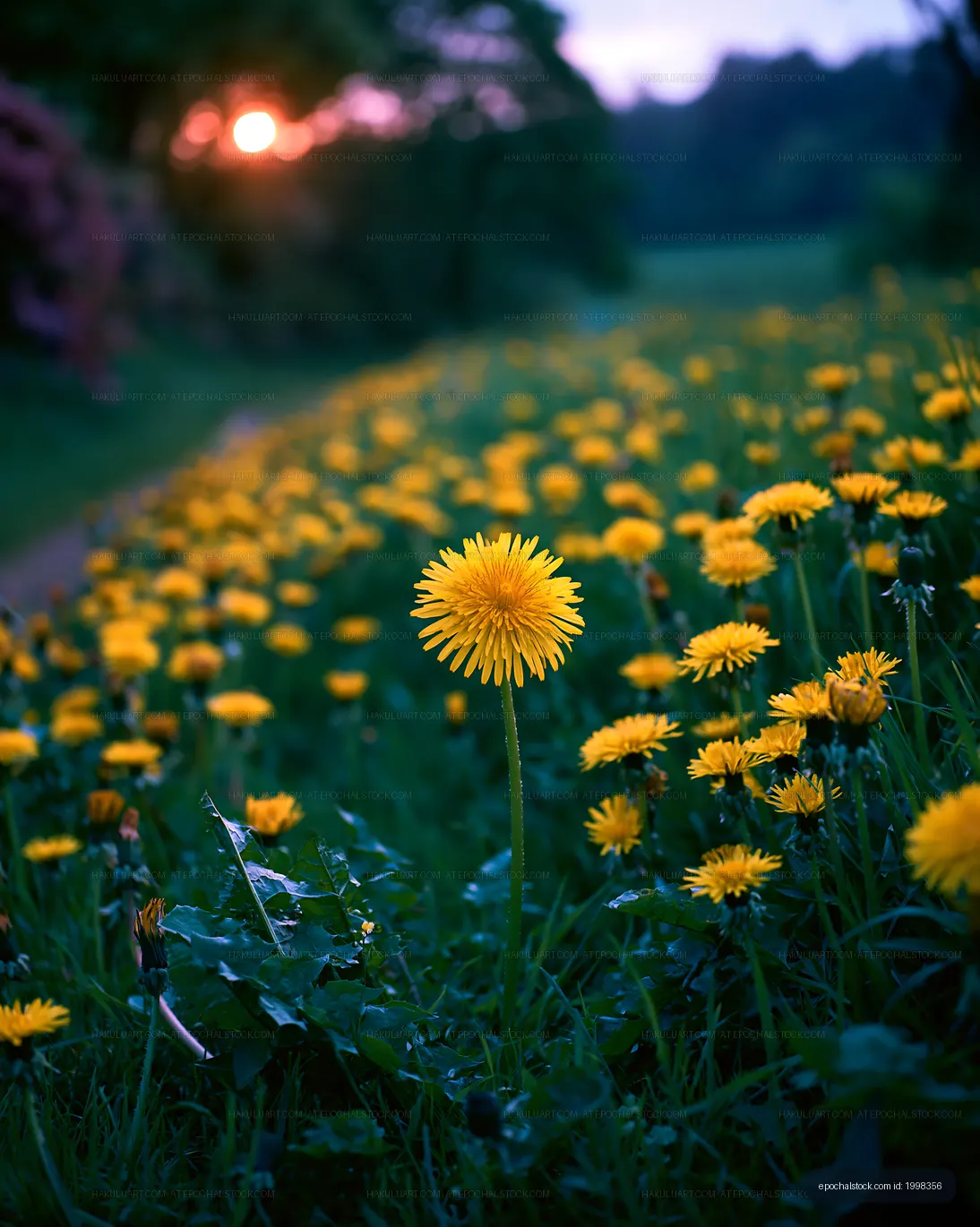 Yellow flowers bloom in a field during sunset
