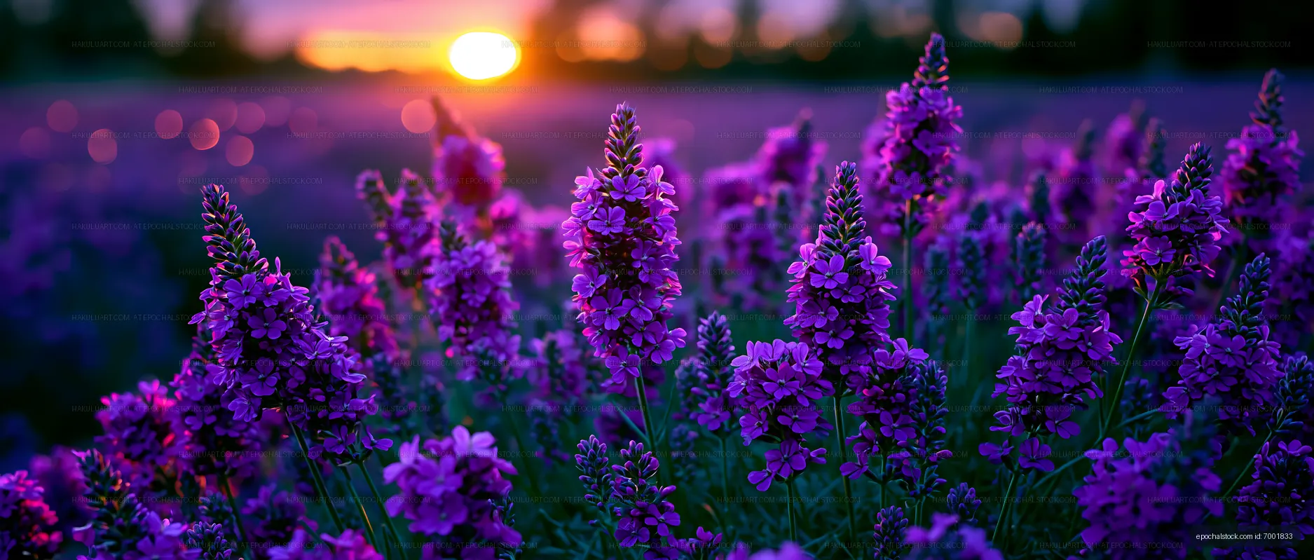Lavender flowers blooming at sunset in a field