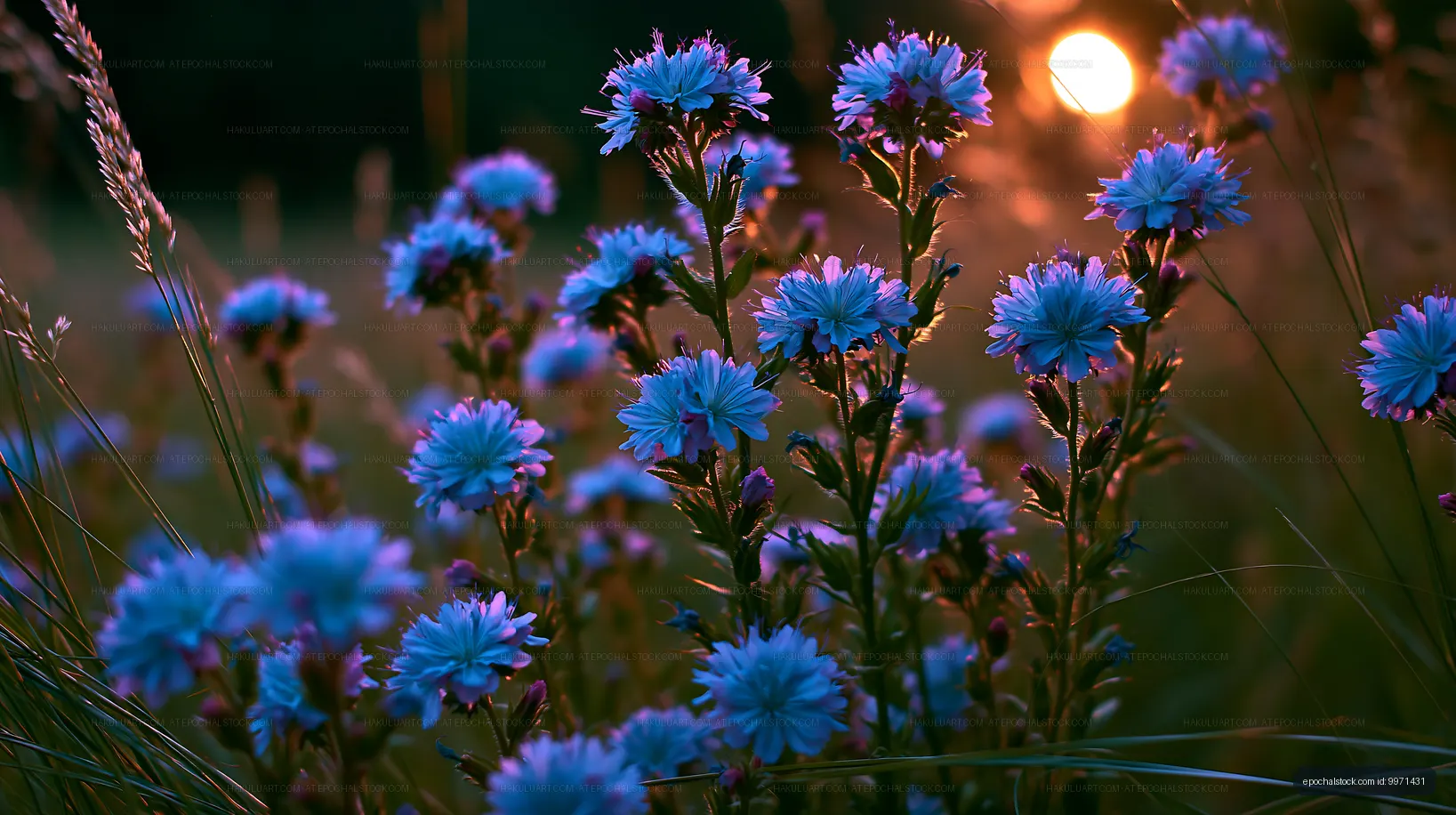 Blue wildflowers in a field during sunset