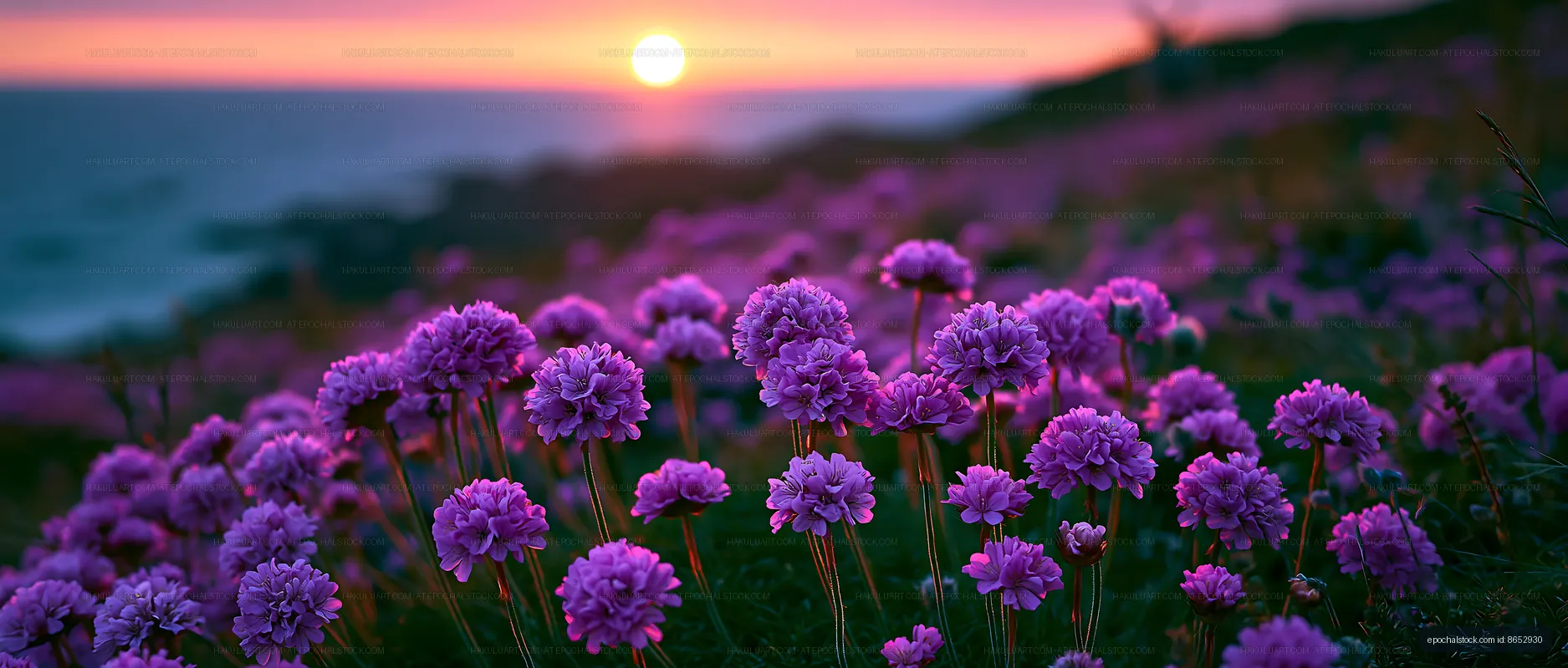 Purple flowers bloom at sunset near the coast