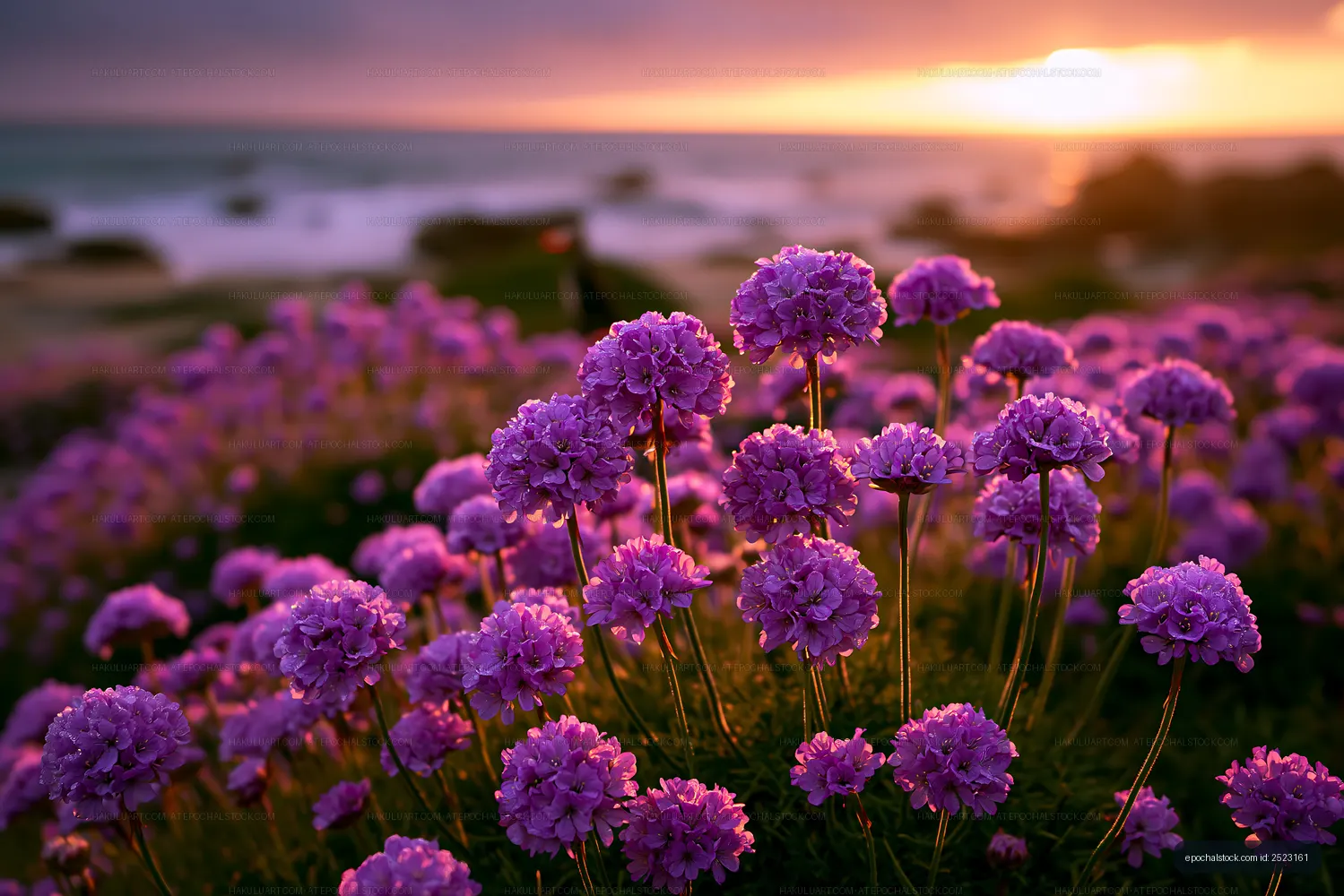 Sunset over blooming purple flowers by the ocean