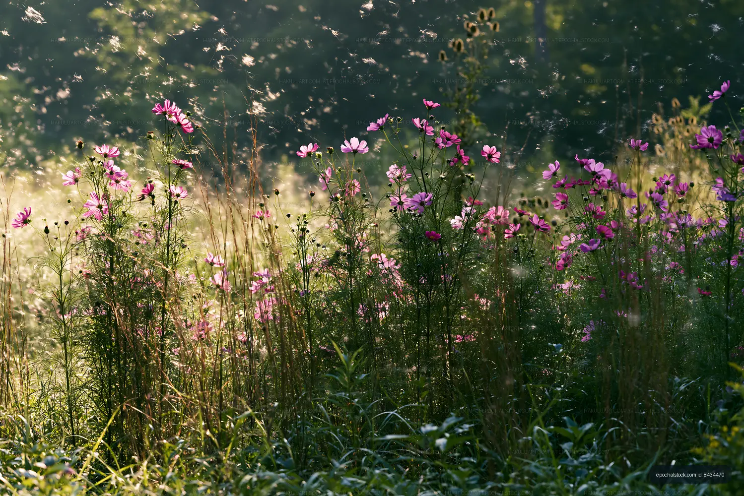 Wildflowers blooming in a field during morning light