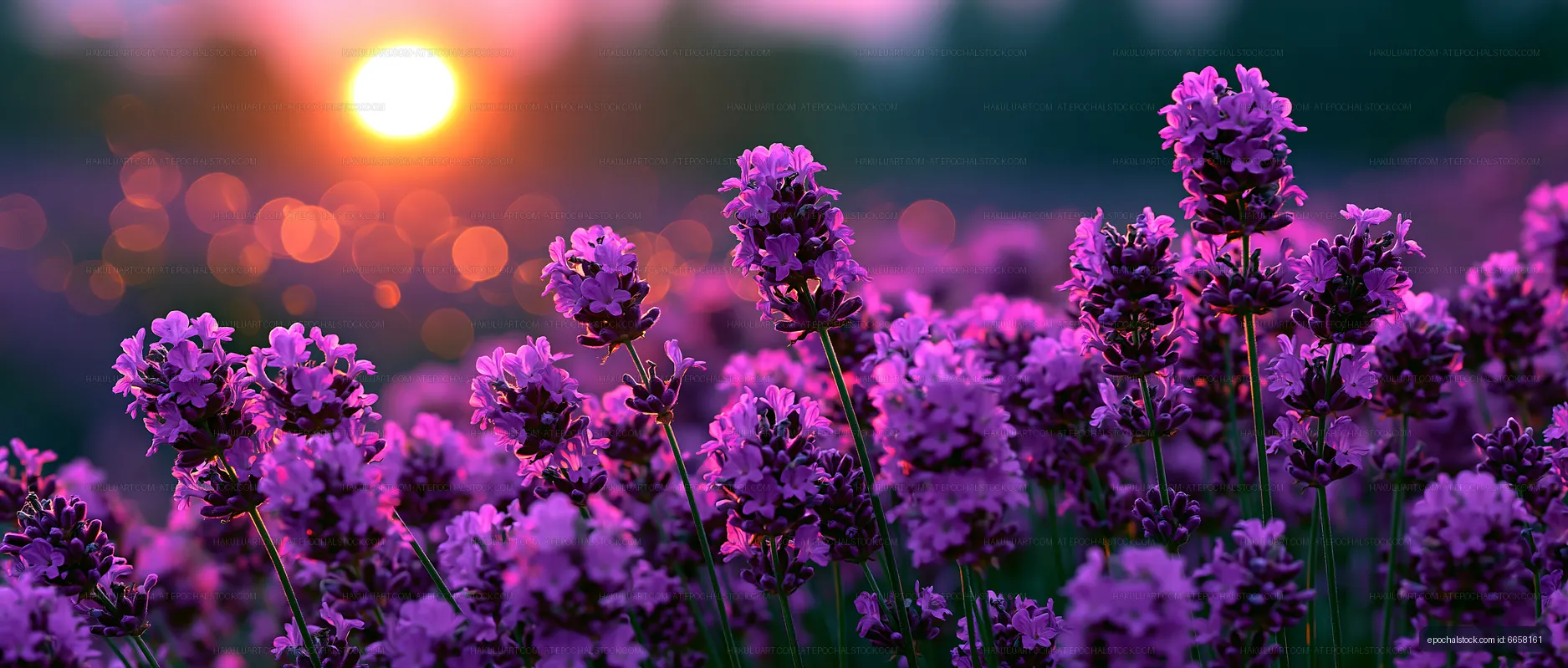 Lavender field at sunset with blooming flowers
