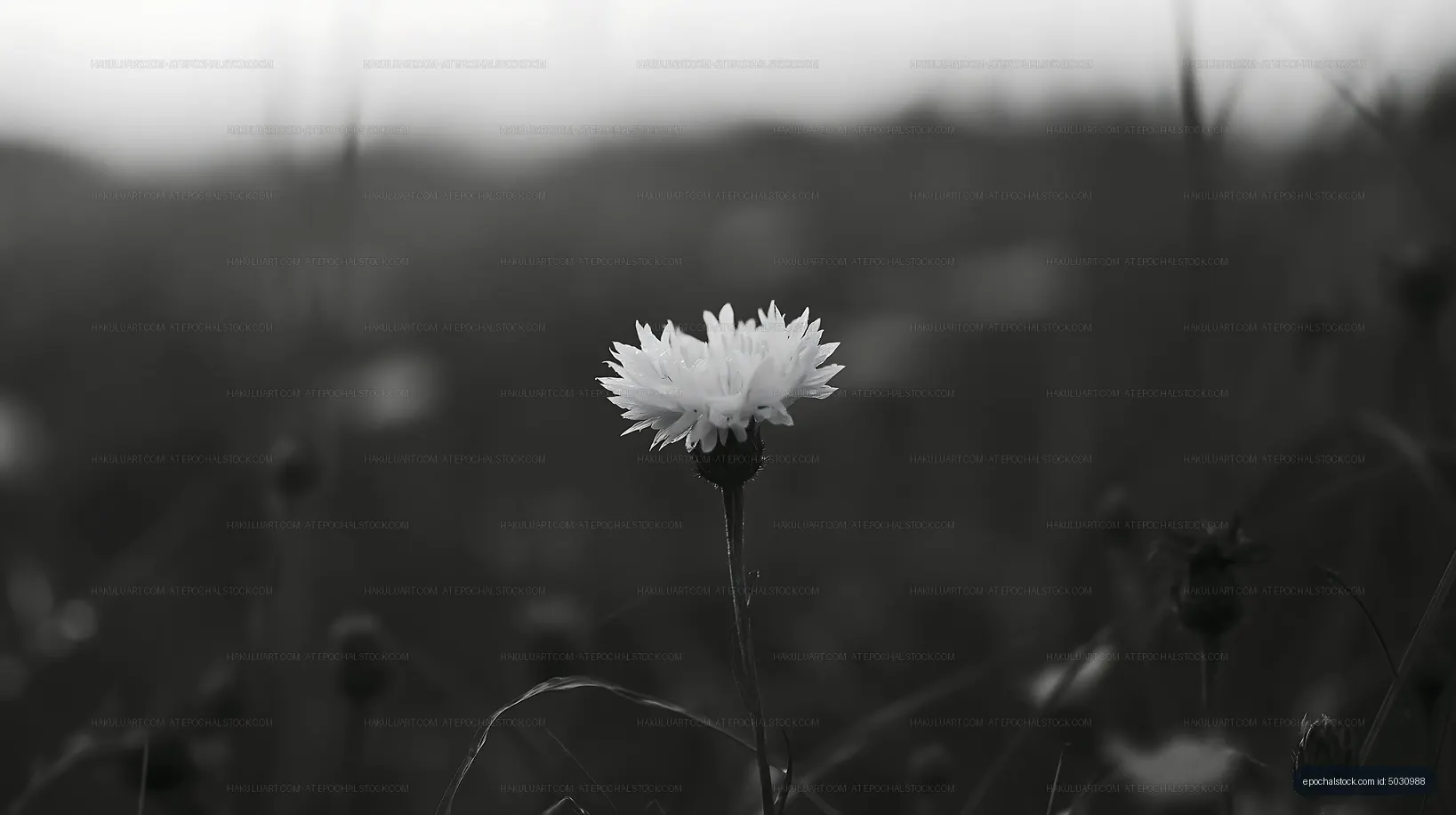 White flower standing alone in black and white field