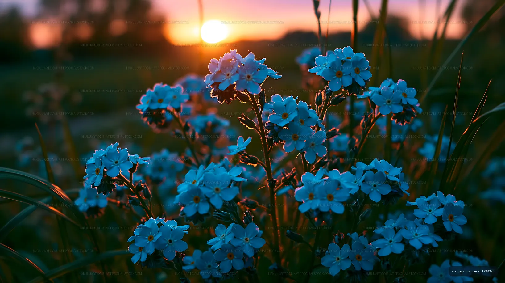 Blue flowers bloom at sunset in a natural setting