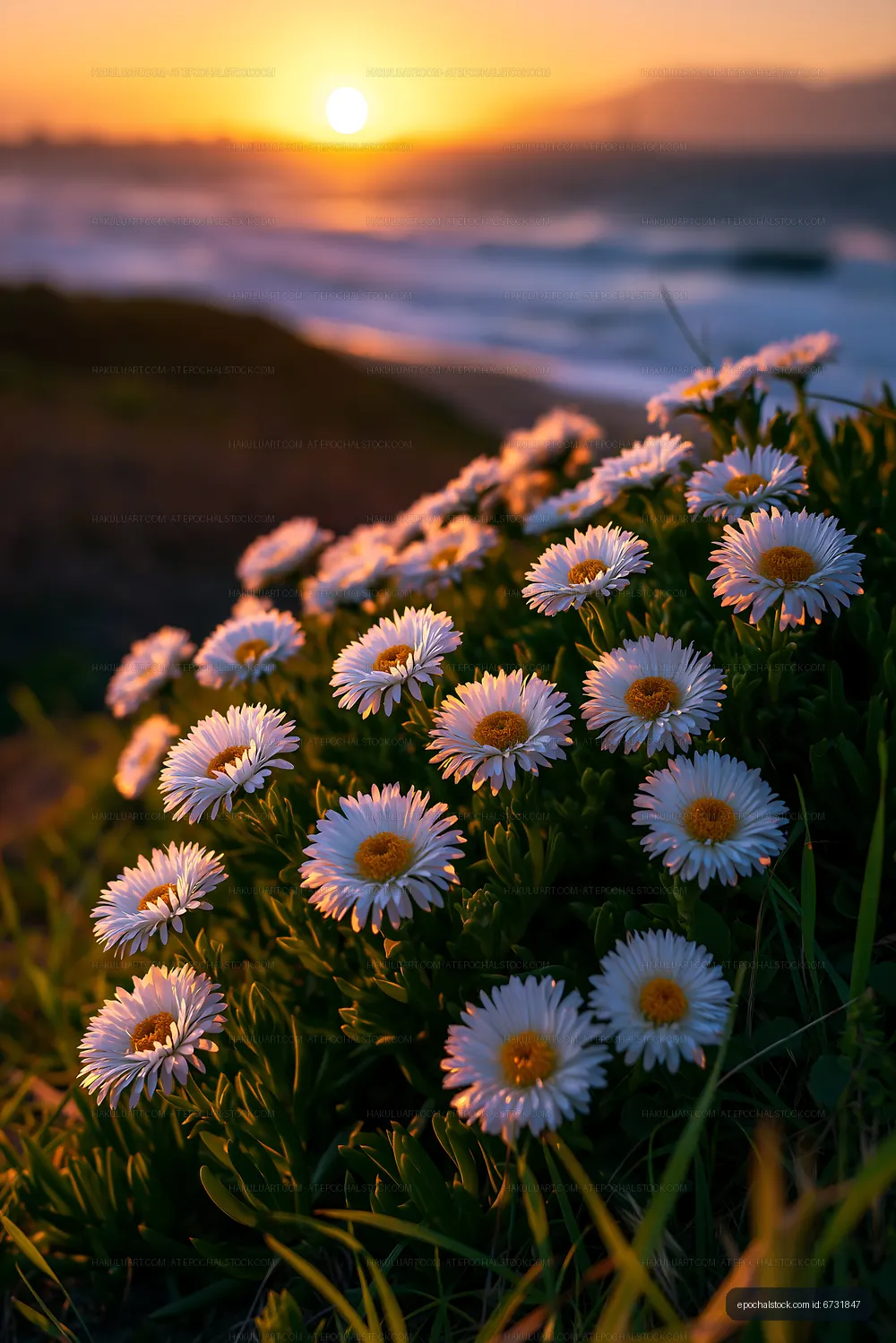 Flowers bloom near the shore at sunset