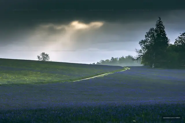 Blue flower field under cloudy sky near trees