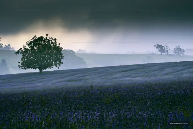 Foggy landscape with a lone tree in a blue flower field