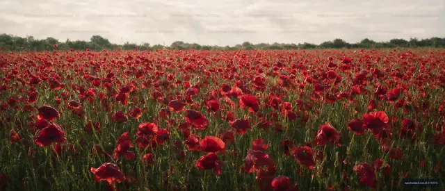Field of red poppy flowers during daytime