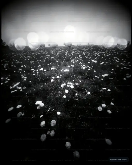 Black and white field of dandelions on a foggy day