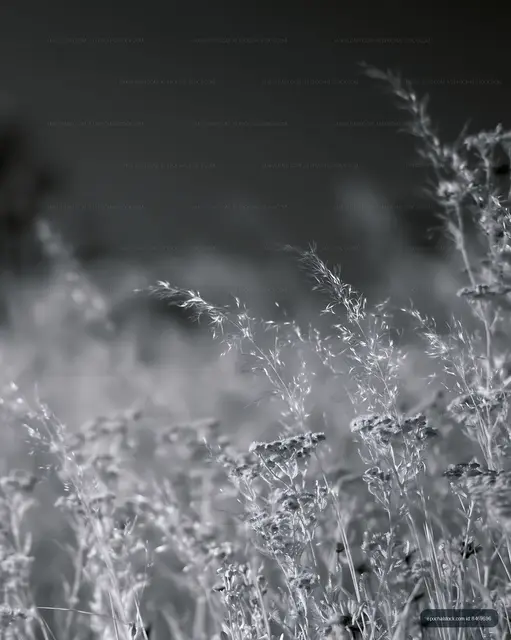 Wild grasses in black and white under soft natural light