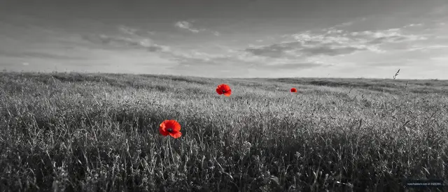 Red flowers in black and white field during sunset