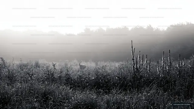 Deer grazing in foggy field during early morning