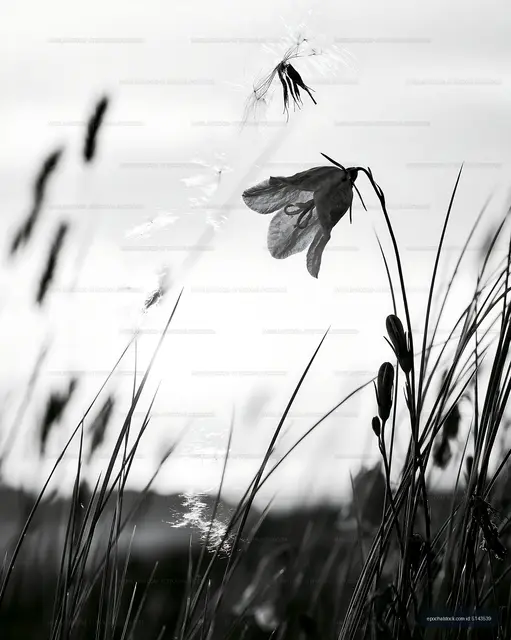 Wildflower in field with bright background at sunset
