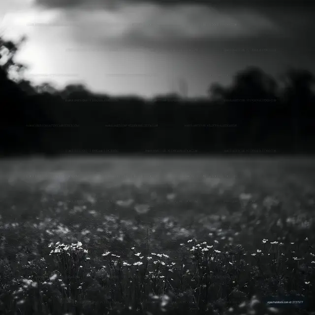 Field of flowers under dark clouds during sunset