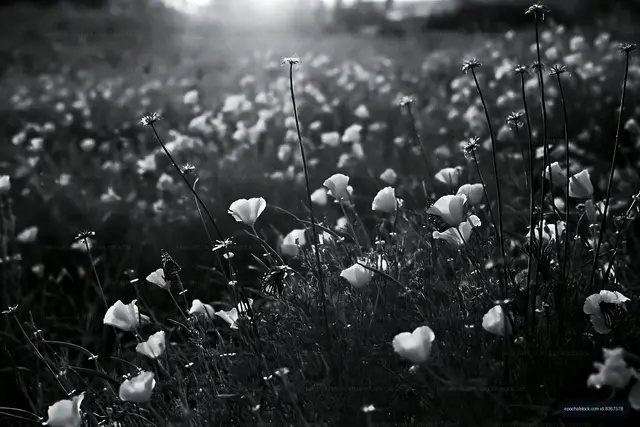 White flowers blooming in a field during sunset