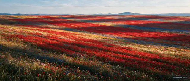 Colorful field of flowers in bloom under a clear sky
