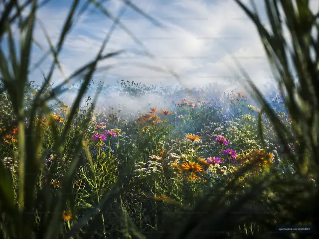 Wildflowers in a green field under a cloudy sky