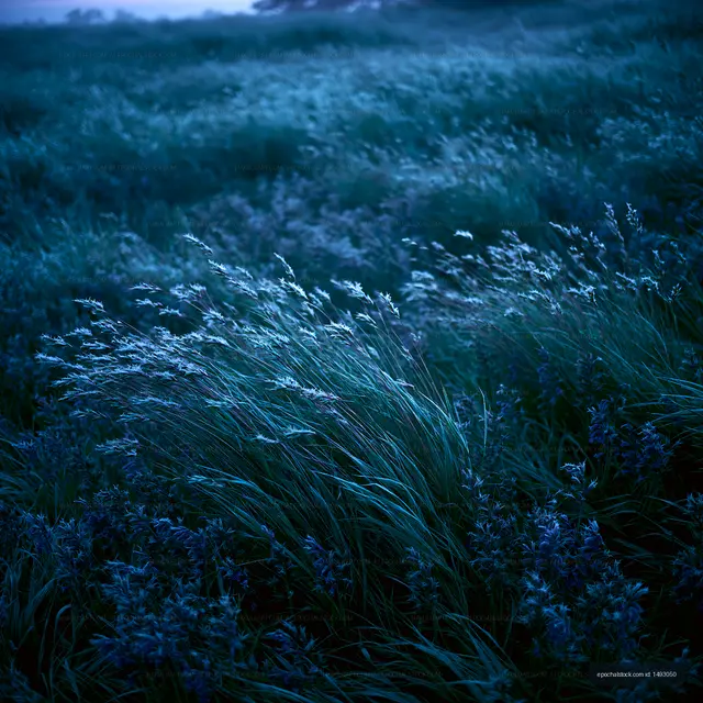 Waves of grass in a field during low light conditions