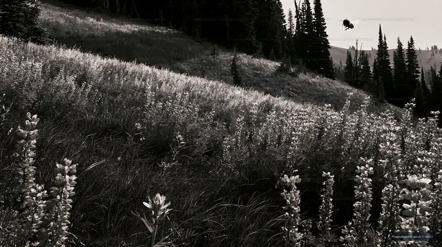 Meadow with blooming flowers and a bee in a black and white setting