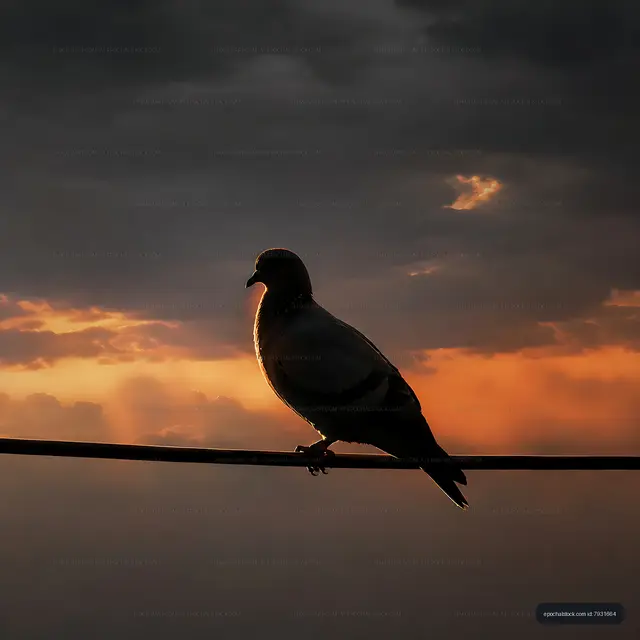 Silhouette of a bird on a wire during sunset