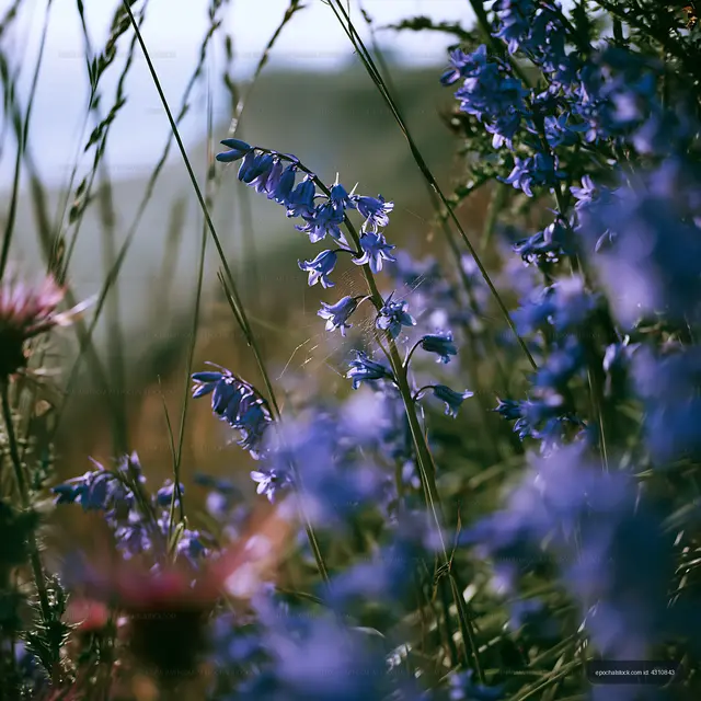 Wildflowers growing in a meadow during daylight hours