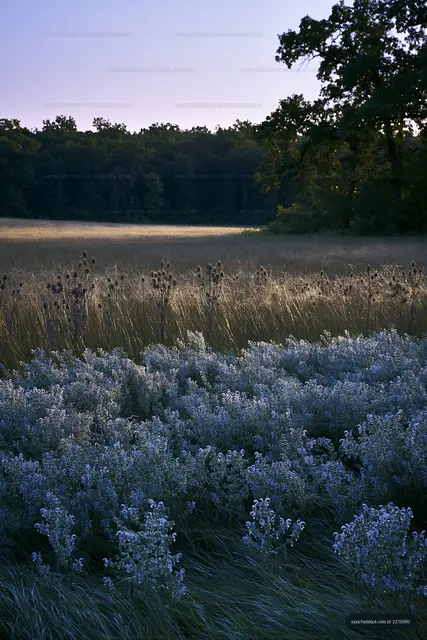 Wide grass field with wildflowers and trees in the background